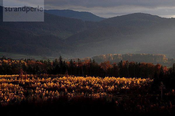 Farbaufnahme Farbe Lichtstrahl Europa gelb Wald Holz Herbst Birke Schweiz