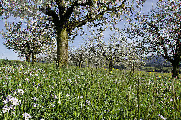 Obstbaum Kirschbaum Kirsche Europa Baum Blüte blau Wiese Schweiz