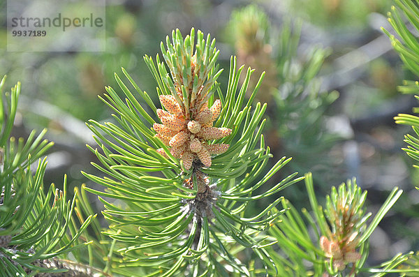 Bergkiefer Latschenkiefer Pinus mugo Nationalpark Europa Kiefer Pinus sylvestris Kiefern Föhren Pinie Kanton Graubünden Schweiz