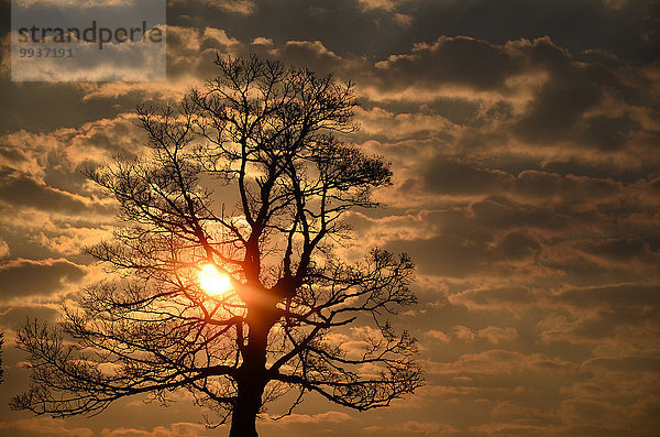 Europa Winter Wolke Baum Silhouette Ahorn Sonne Schweiz