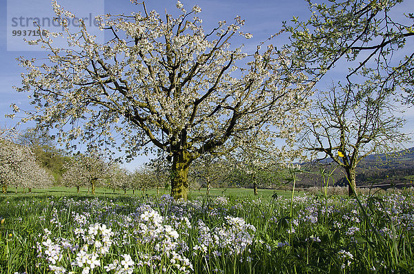 Obstbaum Apfelbaum Europa Baum Blüte blau Wiese Schweiz