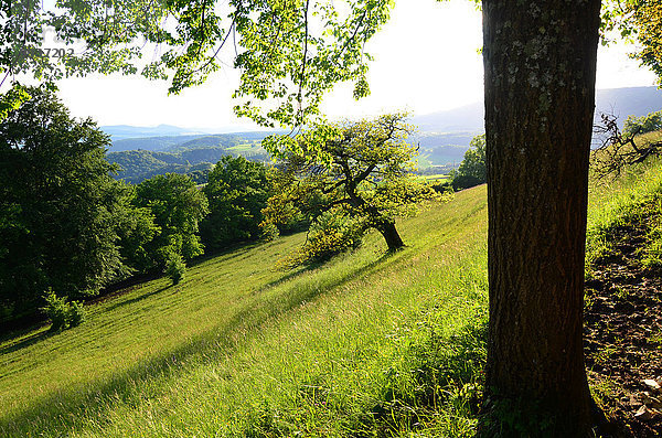 Europa Sommer Baum blau Eiche Wiese Baumstamm Stamm Schweiz