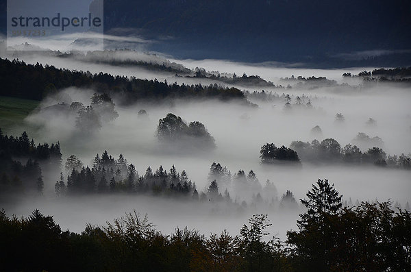 Europa Wald Nebel Holz Berner Oberland Kanton Bern Schweiz