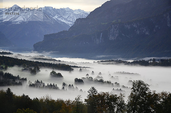Europa Berg Wald Nebel Holz Herbst Berner Oberland Kanton Bern Schweiz