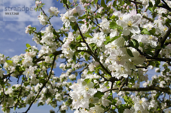 Obstbaum Apfelbaum Europa Baum Blüte blau Schweiz