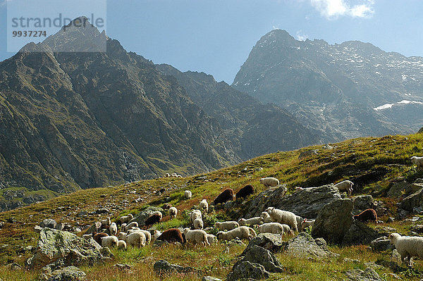 Schafherde Europa Berg Schaf Ovis aries Kanton Graubünden Schweiz Vrin