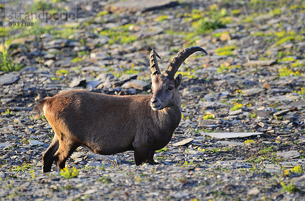 Steinbock Capra ibex Nationalpark Europa Kanton Graubünden Steinbock - Sternzeichen Schweiz