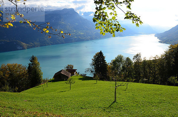 Europa See Herbst Wiese Berner Oberland Kanton Bern Schweiz