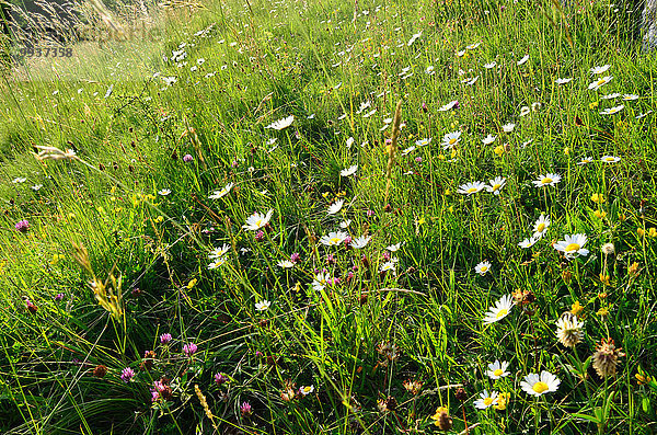 Blumenwiese Magerwiesen-Margerite Leucanthemum vulgare Europa Gras Margerite Chrysanthemum leucanthemum Schweiz