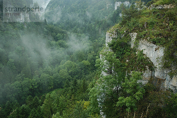 Felsbrocken Frankreich Europa Steilküste Wald Nebel Holz Schlucht Grenze Schweiz