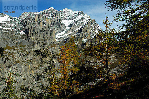 Europa Berg Baum Steilküste Herbst Lärche Berner Oberland Kanton Bern Kandersteg Schweiz