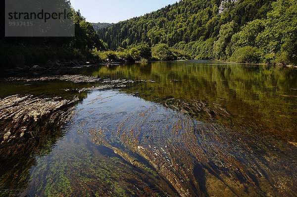 Frankreich Europa Wald fließen Alge Fluss Holz Grenze Schweiz