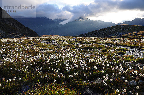 klar Europa Hochebene Kanton Graubünden Wollgras Schweiz