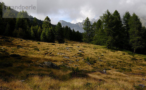 Europa Baum Wald Holz Wiese Schweiz