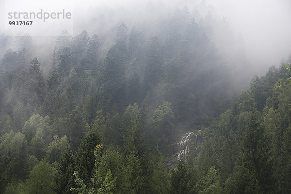 Europa Wald Nebel Holz Wasserfall Schweiz