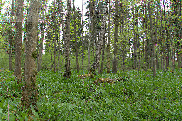 Europa Baum Landschaft Wald Österreich Vorarlberg
