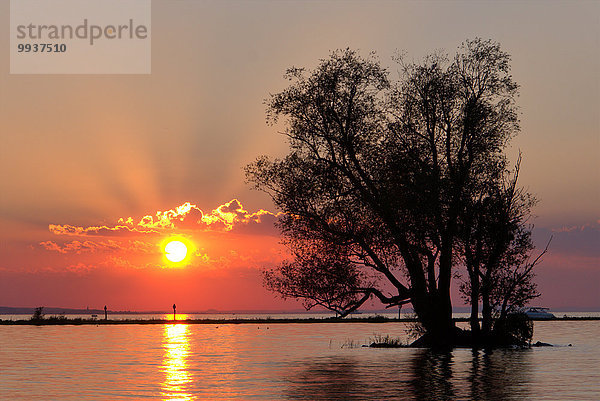 Wasser Europa Sonnenuntergang Baum Landschaft Bodensee Österreich Sonne Vorarlberg