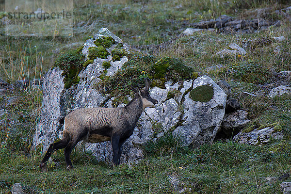 Europa Säugetier Alpen Kamel Schweiz