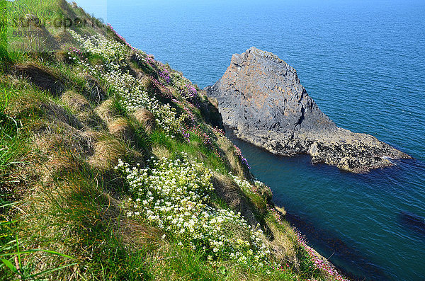 Nationalpark Strickjacke Blume Großbritannien Steilküste Küste Meer Atlantischer Ozean Atlantik Wales