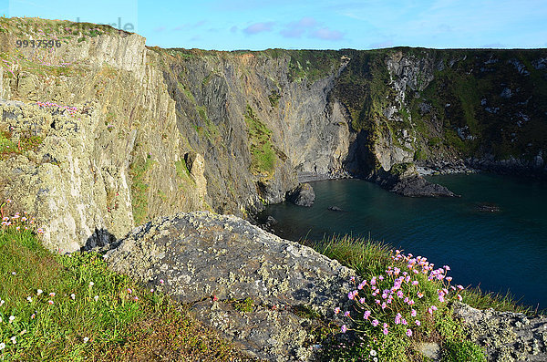 Nationalpark Blume Großbritannien Steilküste Küste Meer Atlantischer Ozean Atlantik Wales