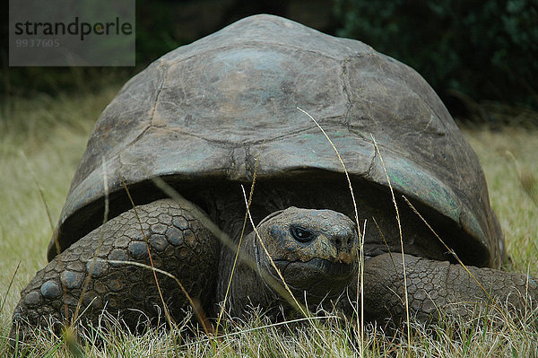 Großbritannien Insel Landschildkröte Schildkröte Helena