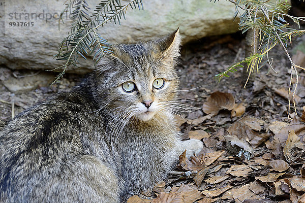 Wildkatze Felis silvestris Europa Tier Katze Raubtier Raubkatze Deutschland