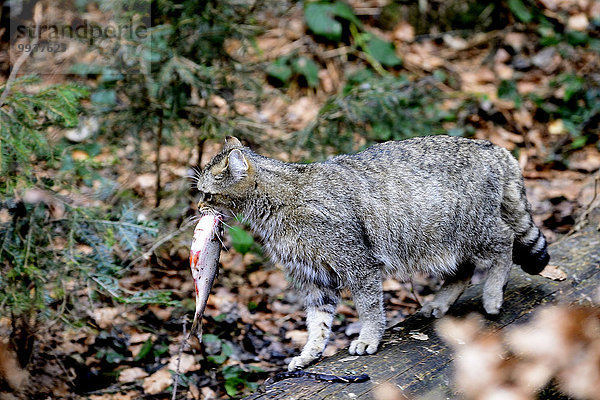 Wildkatze Felis silvestris Europa Tier Katze Raubtier Raubkatze Deutschland