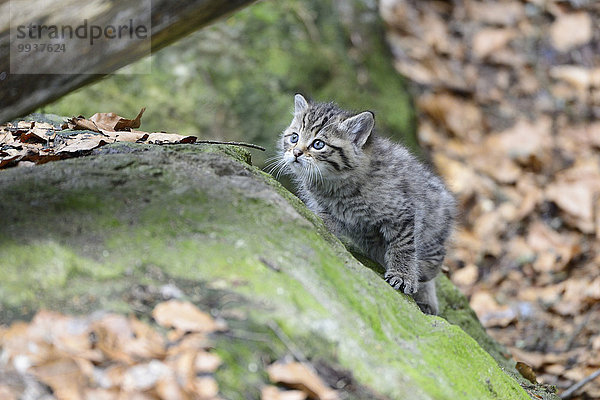 Wildkatze Felis silvestris Europa Tier Katze Raubtier jung Raubkatze Deutschland