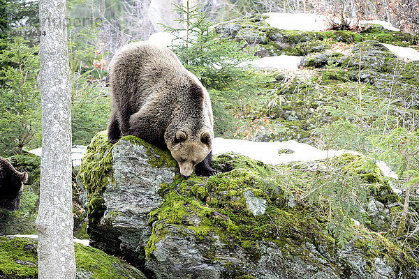 Bär Braunbär Ursus arctos Europa Winter Tier Raubtier Deutschland