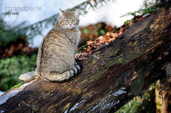 Wildkatze Felis silvestris Europa Winter Tier Katze Raubtier Raubkatze Deutschland Schnee