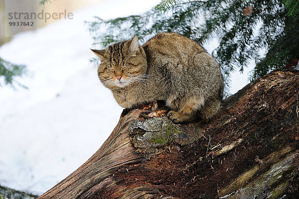 Wildkatze Felis silvestris Europa Winter Tier Katze Raubtier Raubkatze Deutschland Schnee