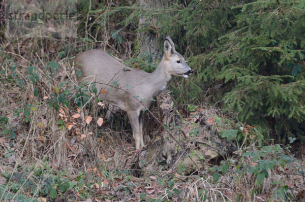 Reh Capreolus capreolus Europa Tier Wald Wildtier Natur Holz Rind Deutschland