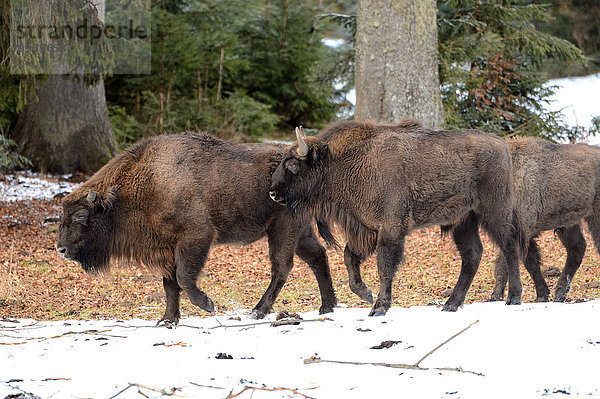 Wisent europäischer Bison Bison bonasus Europa Tier Rind Büffel Bison Deutschland