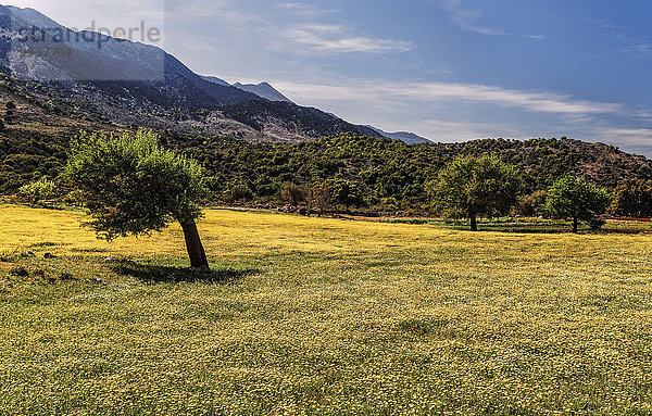 Blumenwiese Landschaftlich schön landschaftlich reizvoll Europa gelb Landschaft Natur Wiese Margerite Chrysanthemum leucanthemum Kultur Chrysantheme Kreta Griechenland