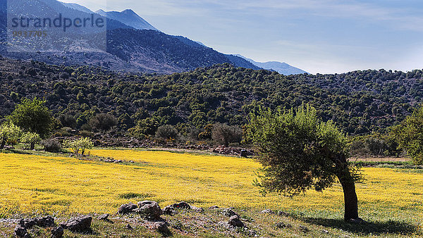 Blumenwiese Landschaftlich schön landschaftlich reizvoll Europa gelb Landschaft Natur Wiese Margerite Chrysanthemum leucanthemum Kultur Chrysantheme Kreta Griechenland