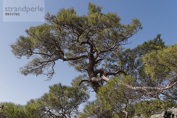 Nadelbaum Baum Kiefer Pinus sylvestris Kiefern Föhren Pinie