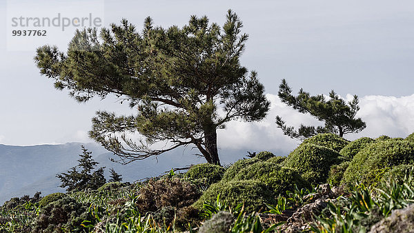 Nadelbaum Europa Botanik Baum Kiefer Pinus sylvestris Kiefern Föhren Pinie Dorn Kreta Griechenland Strauch