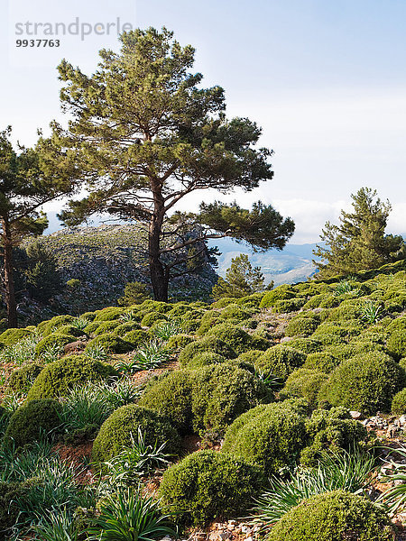 Nadelbaum Botanik Baum Kiefer Pinus sylvestris Kiefern Föhren Pinie Dorn Heide Moor Strauch