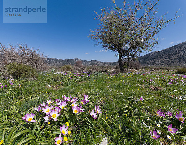 Landschaftlich schön landschaftlich reizvoll Europa Botanik Baum Landschaft Hochebene Kreta Griechenland Tulpe