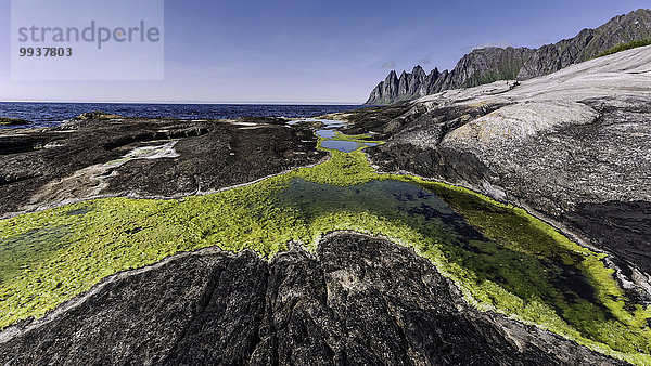 Felsbrocken Landschaftlich schön landschaftlich reizvoll Europa Berg Botanik Landschaft Steilküste Küste grün Natur Norwegen Alge Bucht Fjord Granit Skandinavien Troms
