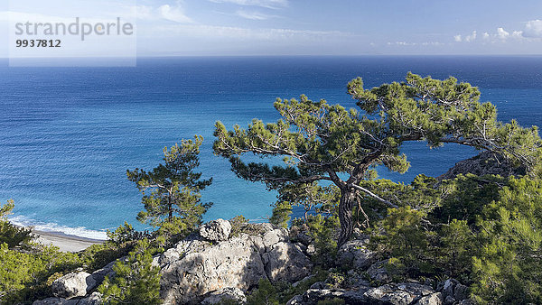 Landschaftlich schön landschaftlich reizvoll Nadelbaum Europa Baum Landschaft Küste Meer Natur blau Kiefer Pinus sylvestris Kiefern Föhren Pinie Kreta Griechenland Mittelmeer