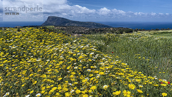 Blumenwiese Landschaftlich schön landschaftlich reizvoll Europa gelb Landschaft Natur Wiese Margerite Chrysanthemum leucanthemum Chrysantheme Kreta Griechenland