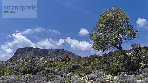 Olivenbaum Echter Ölbaum Olea europaea Landschaftlich schön landschaftlich reizvoll Europa Berg Baum Himmel Landschaft blau Kreta Griechenland Heide