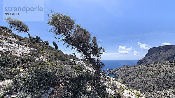 Landschaftlich schön landschaftlich reizvoll Europa Baum Himmel Landschaft Wind Küste Meer Natur Kreta Griechenland Mittelmeer