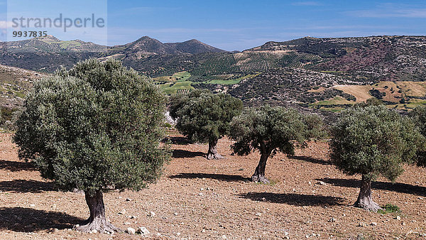 Olivenbaum Echter Ölbaum Olea europaea Landschaftlich schön landschaftlich reizvoll Europa Landschaft Horizont Landwirtschaft Kultur Feld Olive Olivenhain Kreta Griechenland Hain