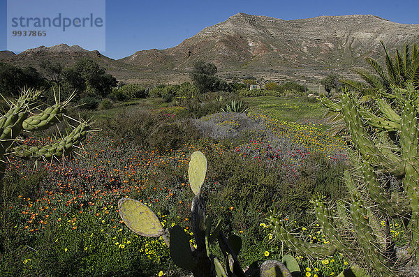 Naturschutzgebiet Vulkan Kaktus Almeria Spanien