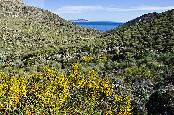 Naturschutzgebiet Besen Küste Almeria Mittelmeer Spanien Steppe