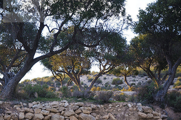 Olivenbaum Echter Ölbaum Olea europaea Naturschutzgebiet Steinmauer Almeria Spanien