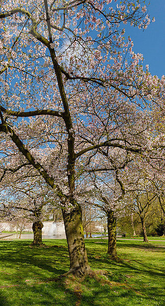 Europa Blume Baum Großstadt Blüte Dorf Niederlande Maastricht