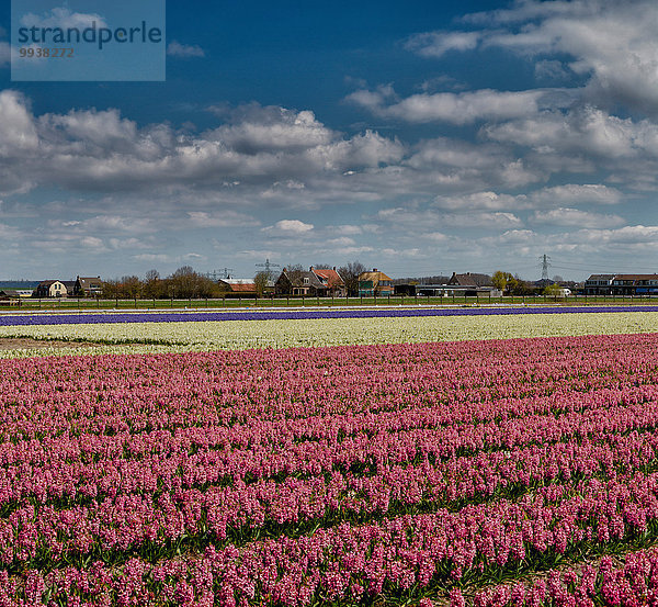 Hyazinthe hyacinthus orientalis Europa Blume Landschaft Feld Niederlande